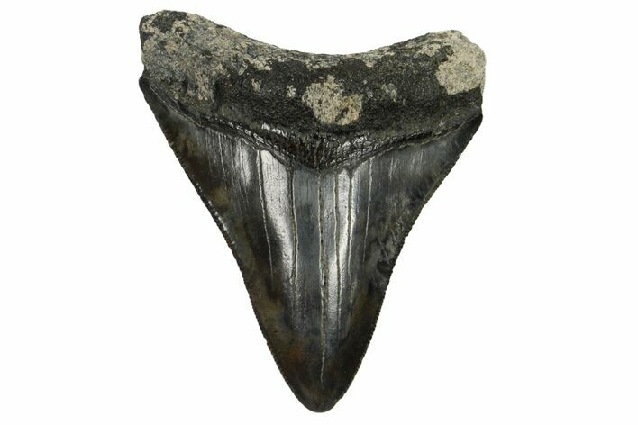 Serrated, Fossil Megalodon Tooth - South Carolina #168162